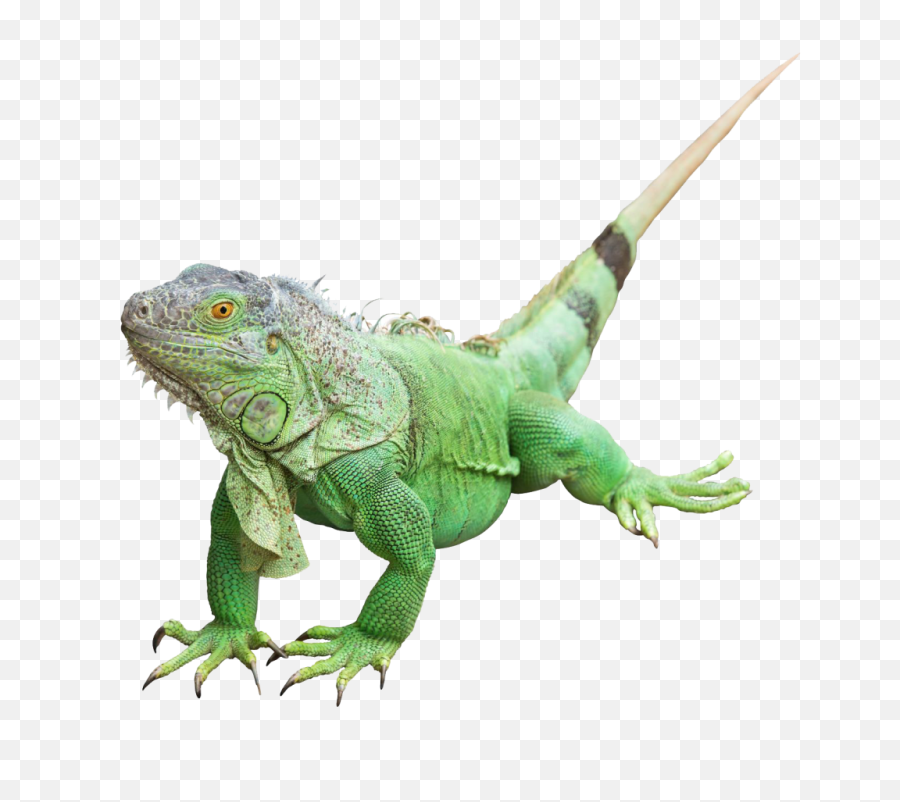 Iguana Png Photos - Iguana Png,Iguana Png