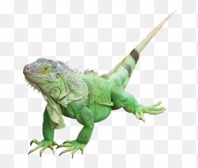 Iguana Png Photos - Iguana Png,Iguana Png
