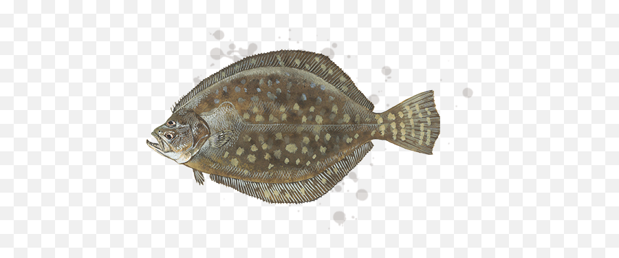 Southern Flounder Transparent Png Image - Southern Flounder,Flounder Png