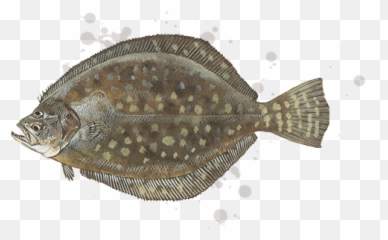 Southern Flounder Transparent Png Image - Southern Flounder,Flounder Png