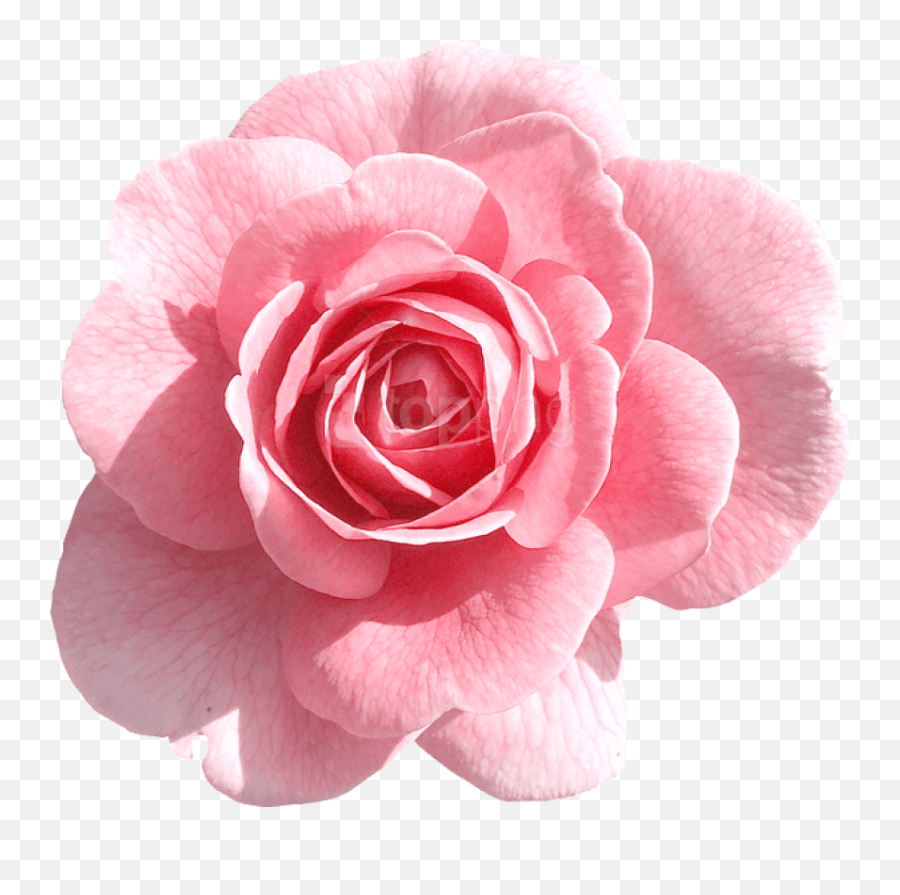 Download Pink Rose Png - Transparent Png Png Images Pink Flower Png Transparent,Red Rose Png