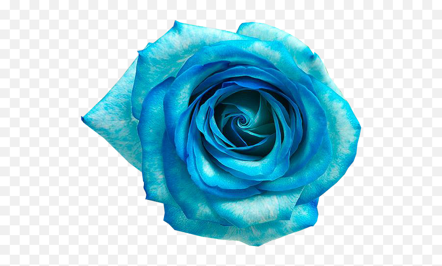 Blue Rose Flower - Flores Azul Png Download 592487 Flores Png Azul,Flores Png