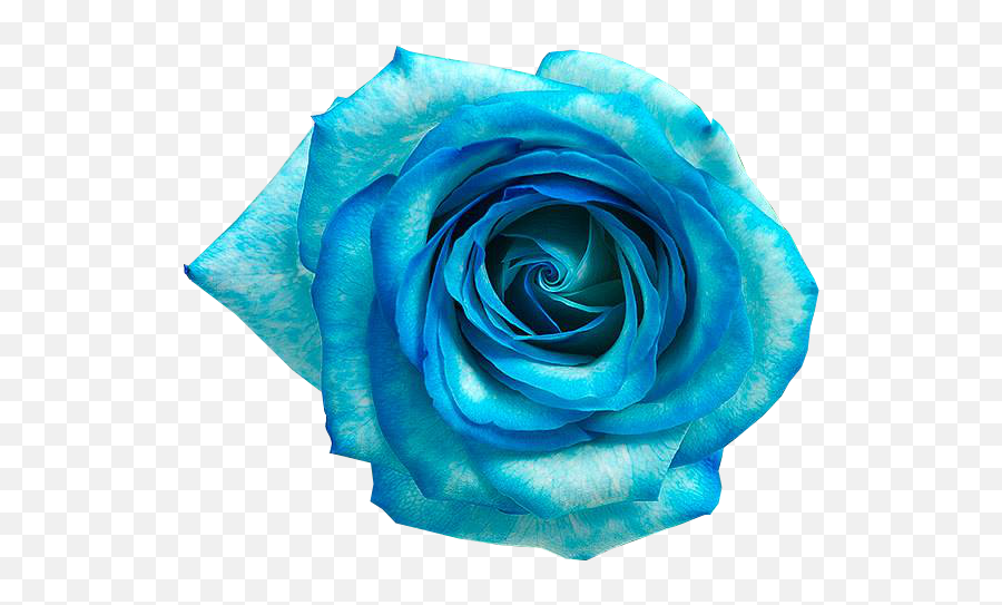 Blue Rose Flower Flores Azul Png Download Flores Png Azul Flores Png Free Transparent