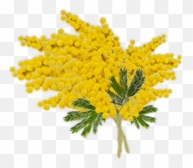 Mimosa Womens Day Woman - Auguri Festa Delle Donne 2020 Medici Png,Mimosa Png