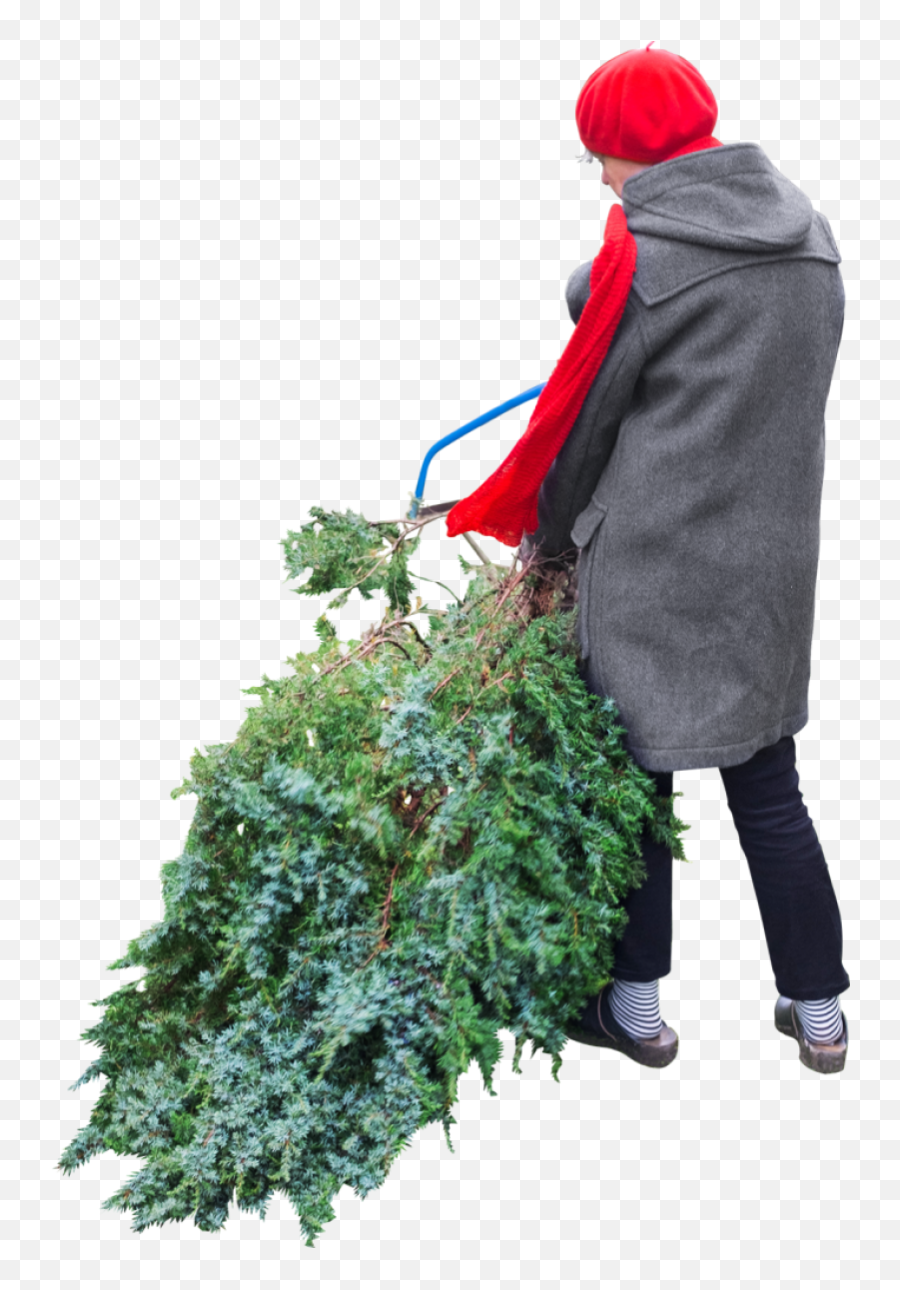 Cuts Tree Png Image - Purepng Free Transparent Cc0 Png Cut Out People Christmas,Winter Tree Png