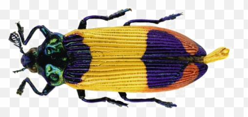 Download Beetle Png Transparent Image - Papua New New Guinea Insect,Beetle Png