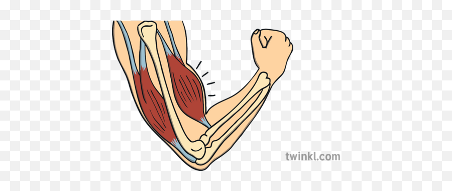 Throbbing Arm Muscle Illustration - Twinkl Tonga Map Outline Png,Muscle Arm Png