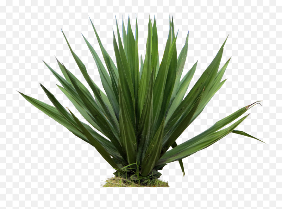 Furcraea Foetida Png - Furcraea Foetida Png,Agave Png