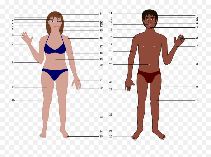 Human Clipart Body Transparent Free - Human Body With Numbers Png,Human Body Png