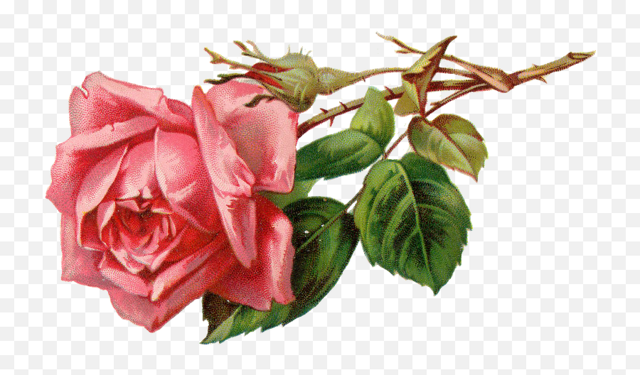 Pink Rose Png Transparent - Vintage Pink Roses Png,Pink Roses Png