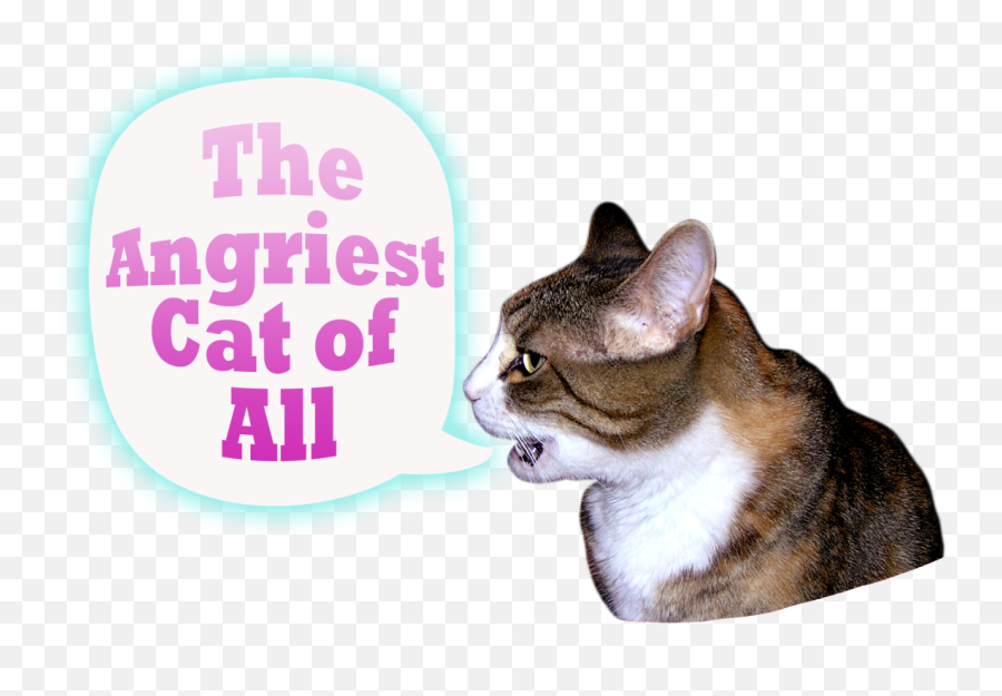 Download Hd I Am A Very Angry Cat - Miracle Mountain Ranch Png,Angry Cat Png