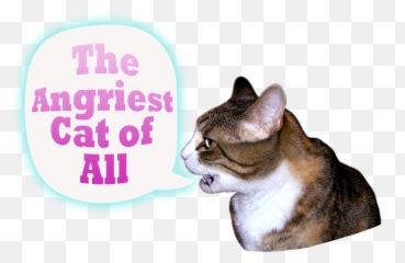 Download Hd I Am A Very Angry Cat - Miracle Mountain Ranch Png,Angry Cat Png