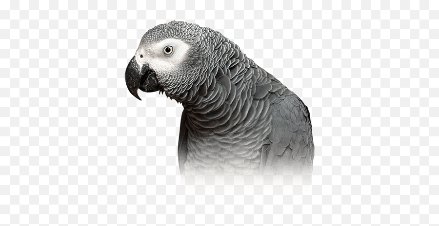 African Grey Parrot Personality Food U0026 Care U2013 Pet Birds By - Grey And White Parrot Png,Parrot Transparent