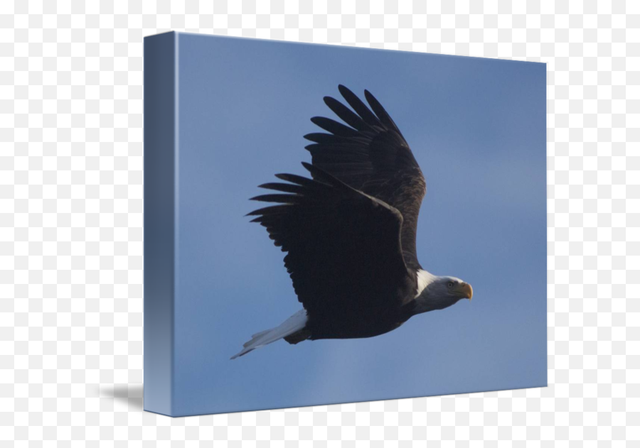 Eagle Flying By Kurt Thorson - Bald Eagle Png,Eagle Flying Png