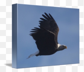 Eagle Flying By Kurt Thorson - Bald Eagle png