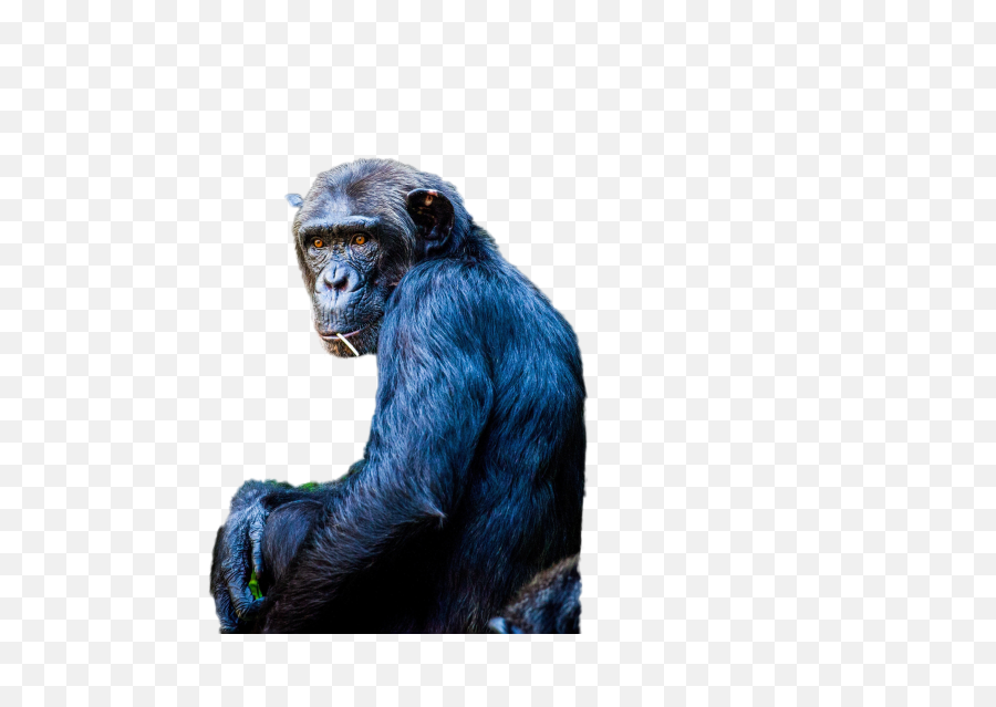 Common Chimpanzee - Portable Network Graphics Png,Chimpanzee Png