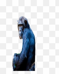 Common Chimpanzee - Portable Network Graphics Png,Chimpanzee Png