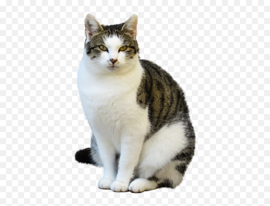 Animal Cat Pet - Animals And Its Sound Png,Animal Png