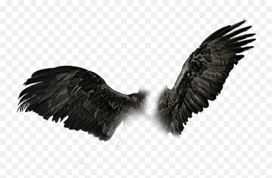 Devil Black Editing Wings Png Download - Yourpng Transparent Black Wings Png,Png Wings