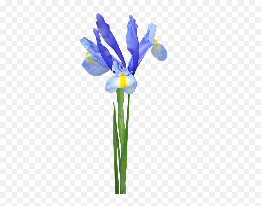 Flower Stem Blue - Free Image On Pixabay Algerian Iris Png,Iris Flower Png