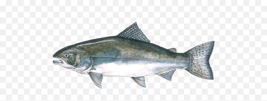 Chinook Salmon - Chinook Salmon Png Full Size Png Download Salmon,Salmon Transparent