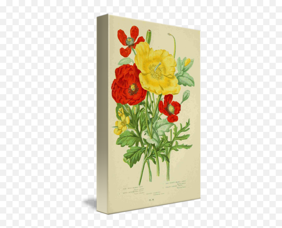 Pc Rec Abstract Poppies Png V - Persian Buttercup,Poppies Png