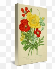 Pc Rec Abstract Poppies Png V - Persian Buttercup,Poppies Png