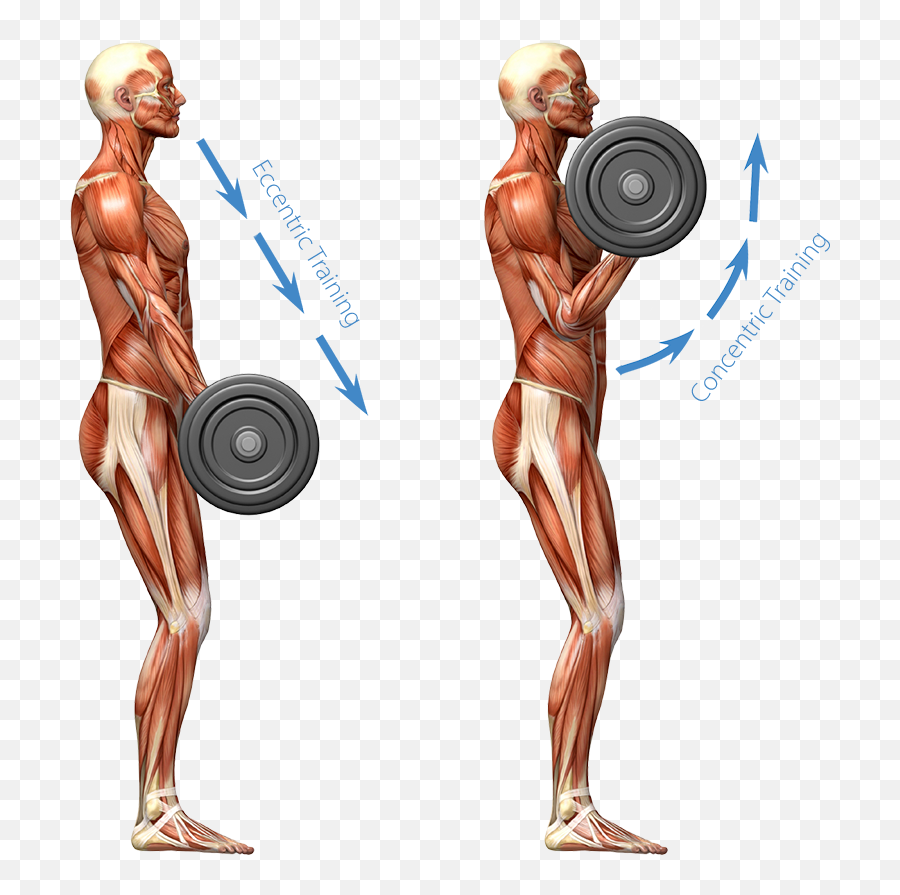 Bellicon Good Versus Bad Exercise Pain - Belliconcom Negative Rep Png,Muscles Icon