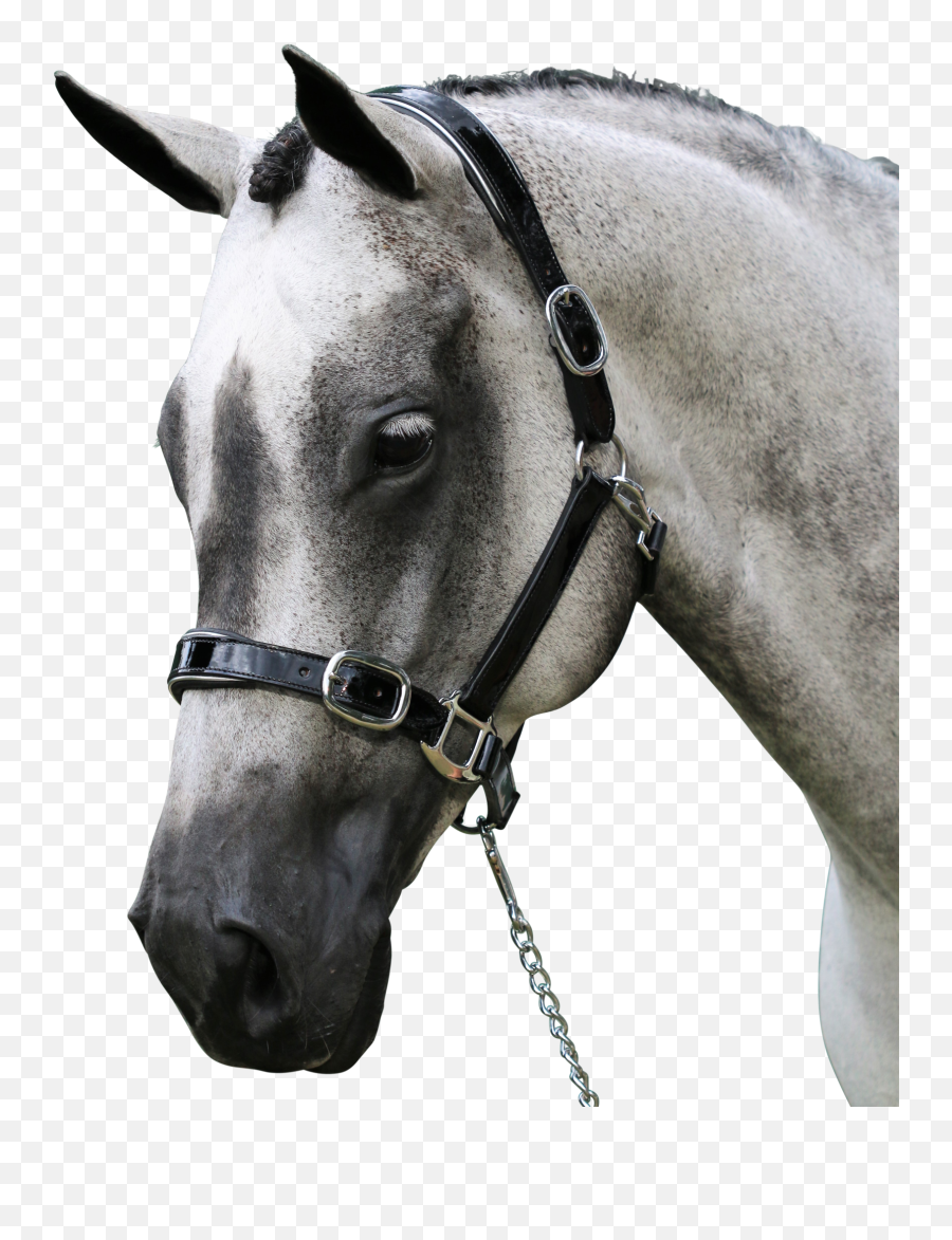 Black Patent Silver Pipe Halter U2013 Flexible Fit Equestrian Llc Png Used Custom Icon Flight Dressage Saddle