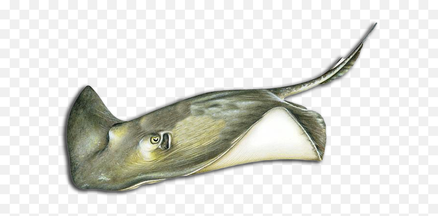 More Louisiana Fish Species - Manta Ray Png,Stingray Icon
