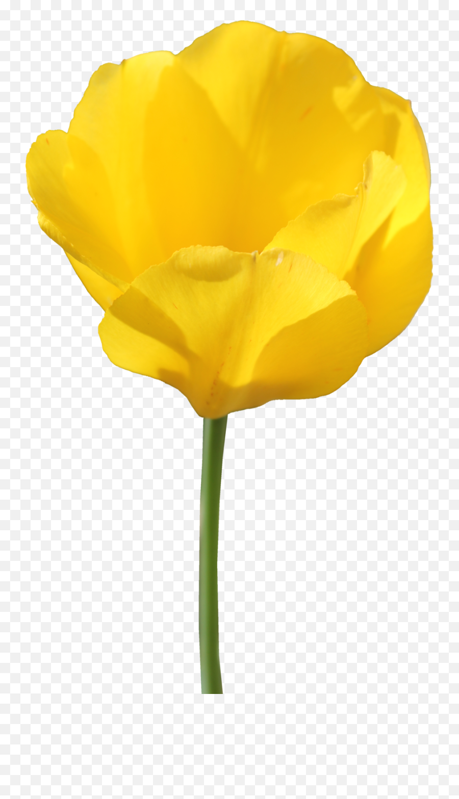 Download Free Png Tulip Transparent - Yellow Tulip Transparent Background,Tulip Transparent