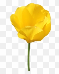 Download Free Png Tulip Transparent - Yellow Background