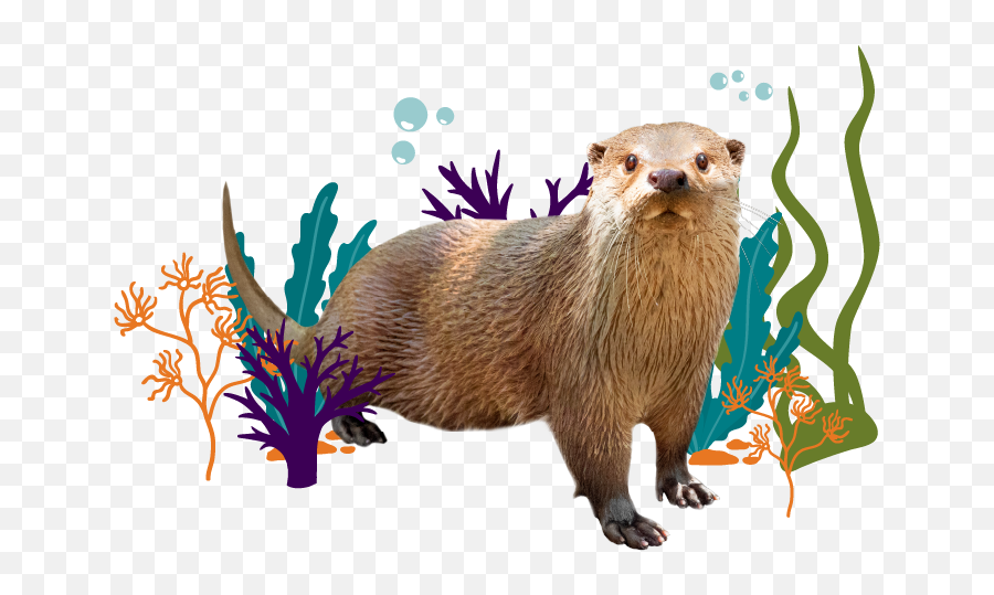 Great Lakes Initiatives - Zoological Society Of Milwaukee North American River Otter Png,Sea Otter Icon