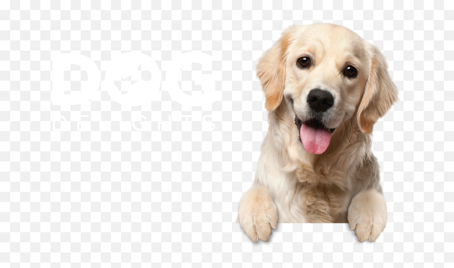 Download Hd Dog Delights Background - Golden Retriever Puppy Transparent Background Png,Puppy Transparent Background