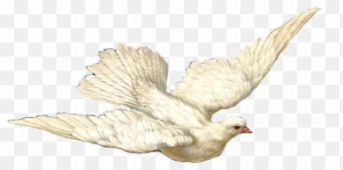 Dove Image Stock Transparent Background - White And Cross Png