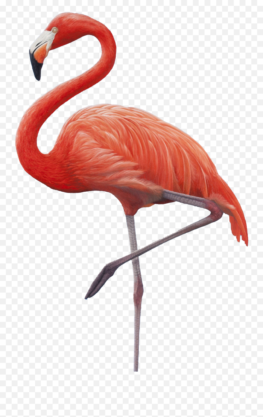Flamingo Png Images Transparent Background Play - Free Flamingo,Flamingo Transparent Background