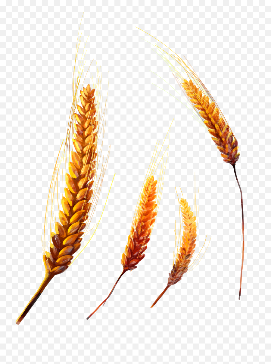 Wheat Png Image - Purepng Free Transparent Cc0 Png Image Wheat,Wheat Transparent Background