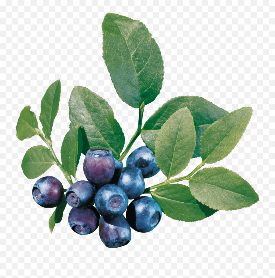Blueberries Png In High Resolution Web Icons - Blueberry Bush Transparent,Bush Transparent Background