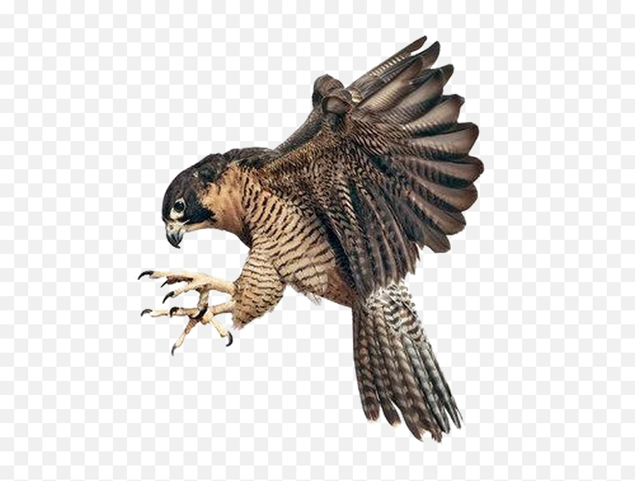 Falcon Png Image Background - Transparent Background Falcon Png,Falcon Png