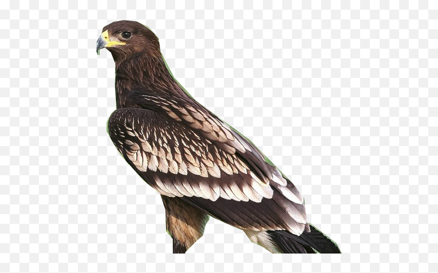 Golden Eagle Transparent Png - Greater Spotted Eagle Png,Golden Eagle Png