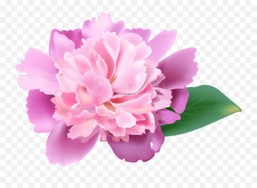 Clip Art Peony Flower - Peonies Clip Art Png,Transparent Cherry Blossom