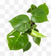 Monstera Deliciosa Care Guide - Plant From Above Png,Monstera Leaf Png