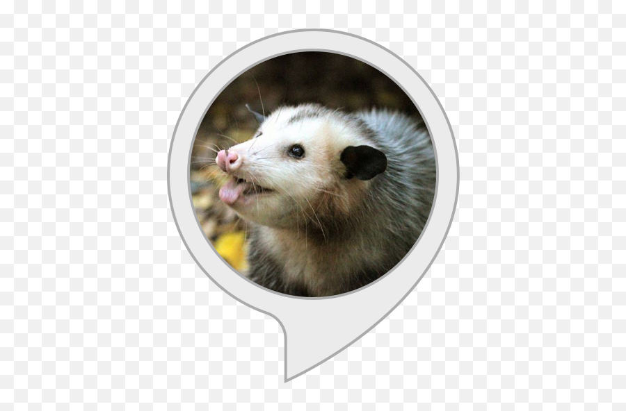 Alexa Skills - Common Opossum Png,Opossum Png