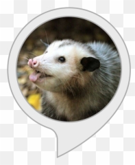 Alexa Skills - Common Opossum Png,Opossum Png