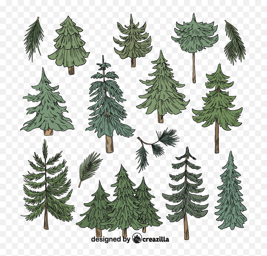Set Of Evergreen Tree Vector Free Download Creazilla - Western Yellow Pine Png,Tree Vector Png