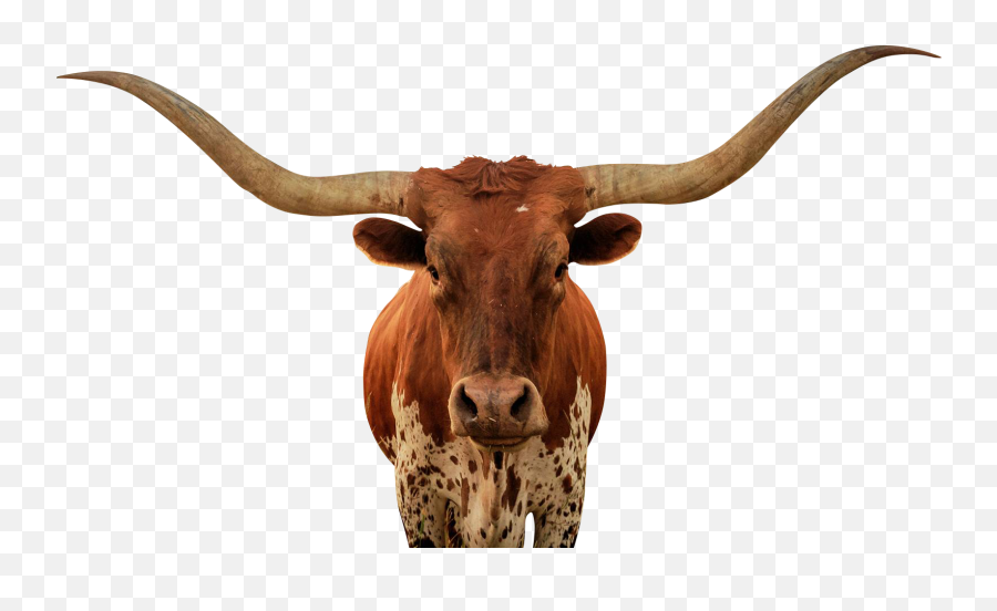 Download Bull Png - Longhorn Bull No Background Texas Longhorn Cattle Png,Bull Png