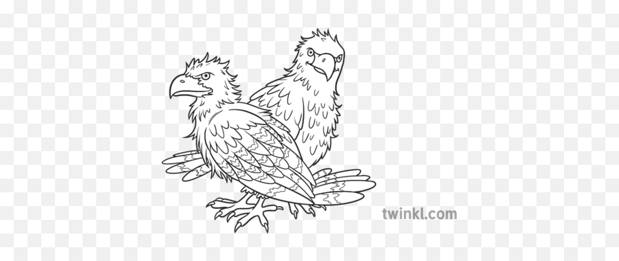 Two Bald Eagles Fledglings Multiple Animals Birds Of Prey - Falconiformes Png,Bald Eagle Head Png