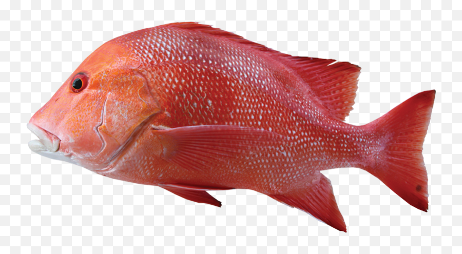 Red Snapper Png - Red Emperor Red Emperor Fish 1970089 Australian Red Emperor Fish,School Of Fish Png