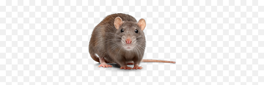 Facts About Rodents Identification Hulett Pest - Rat Meaning In Hindi Png,Rat Transparent