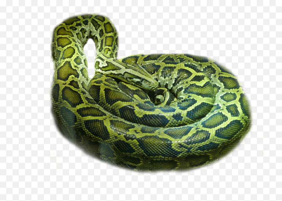 Rattlesnake Boa Constrictor - Jibóia Png,Rattlesnake Png